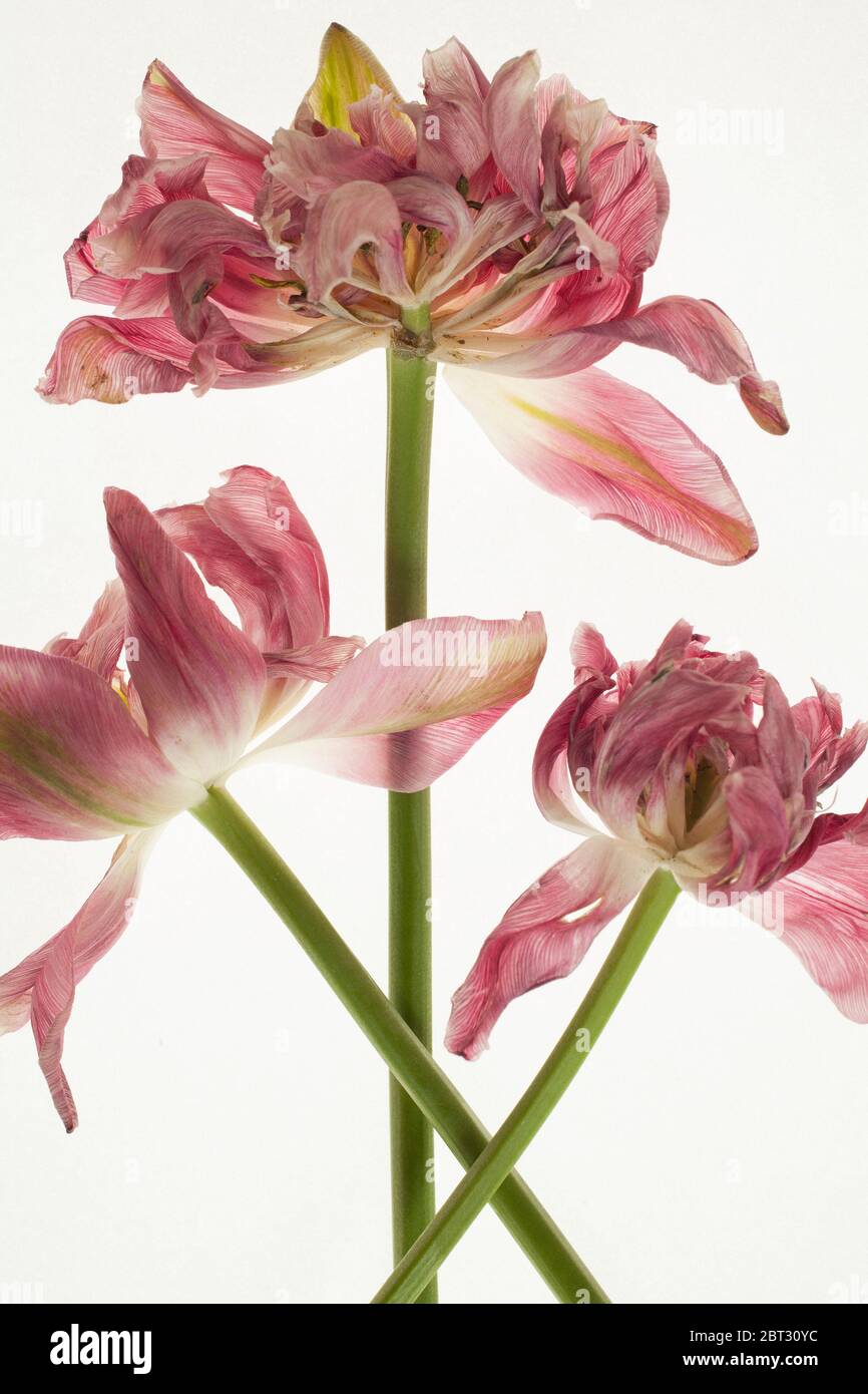 Tulipani rosa che asciugano e muoiono artfully su tavola leggera Foto Stock