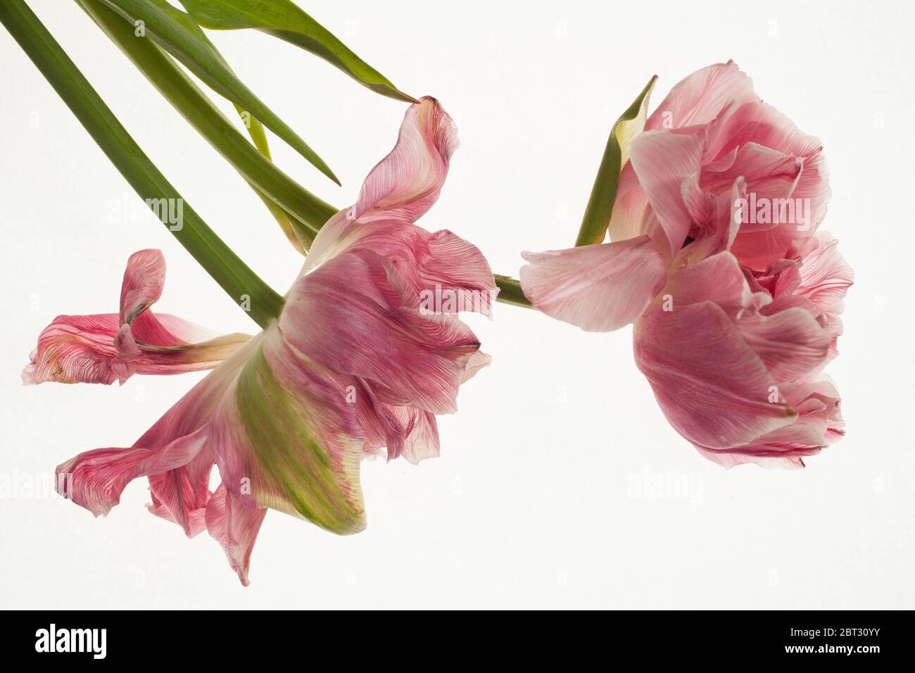 Tulipani rosa che asciugano e muoiono artfully su tavola leggera Foto Stock