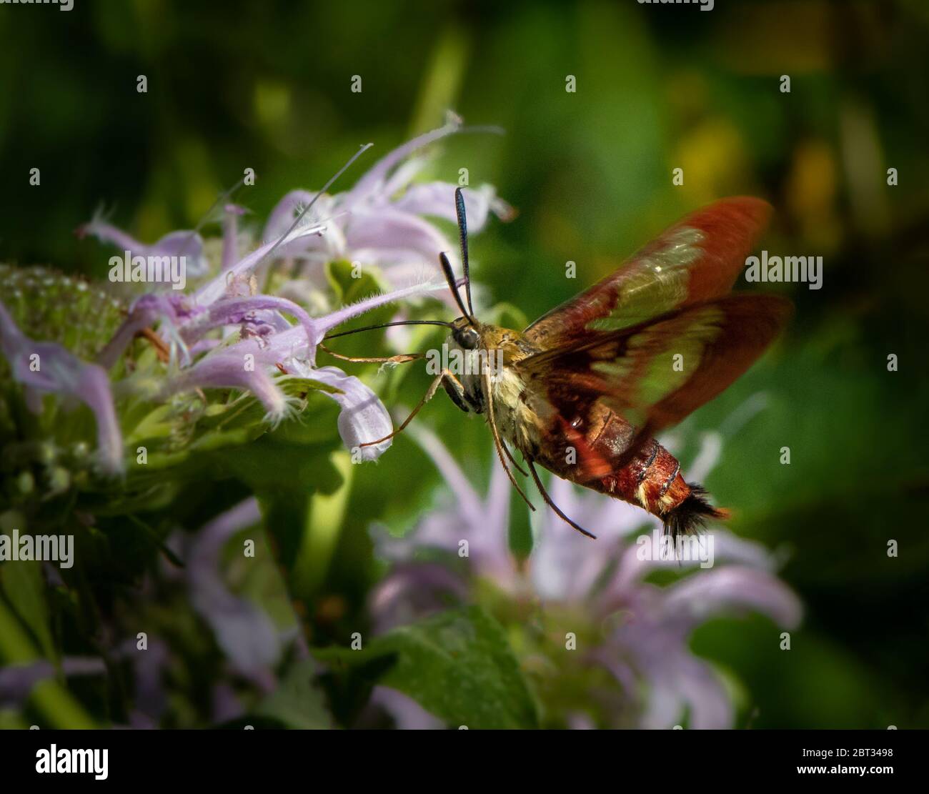 Una falda colibrì che si nutre di un fiore viola in un prato lussureggiante Foto Stock