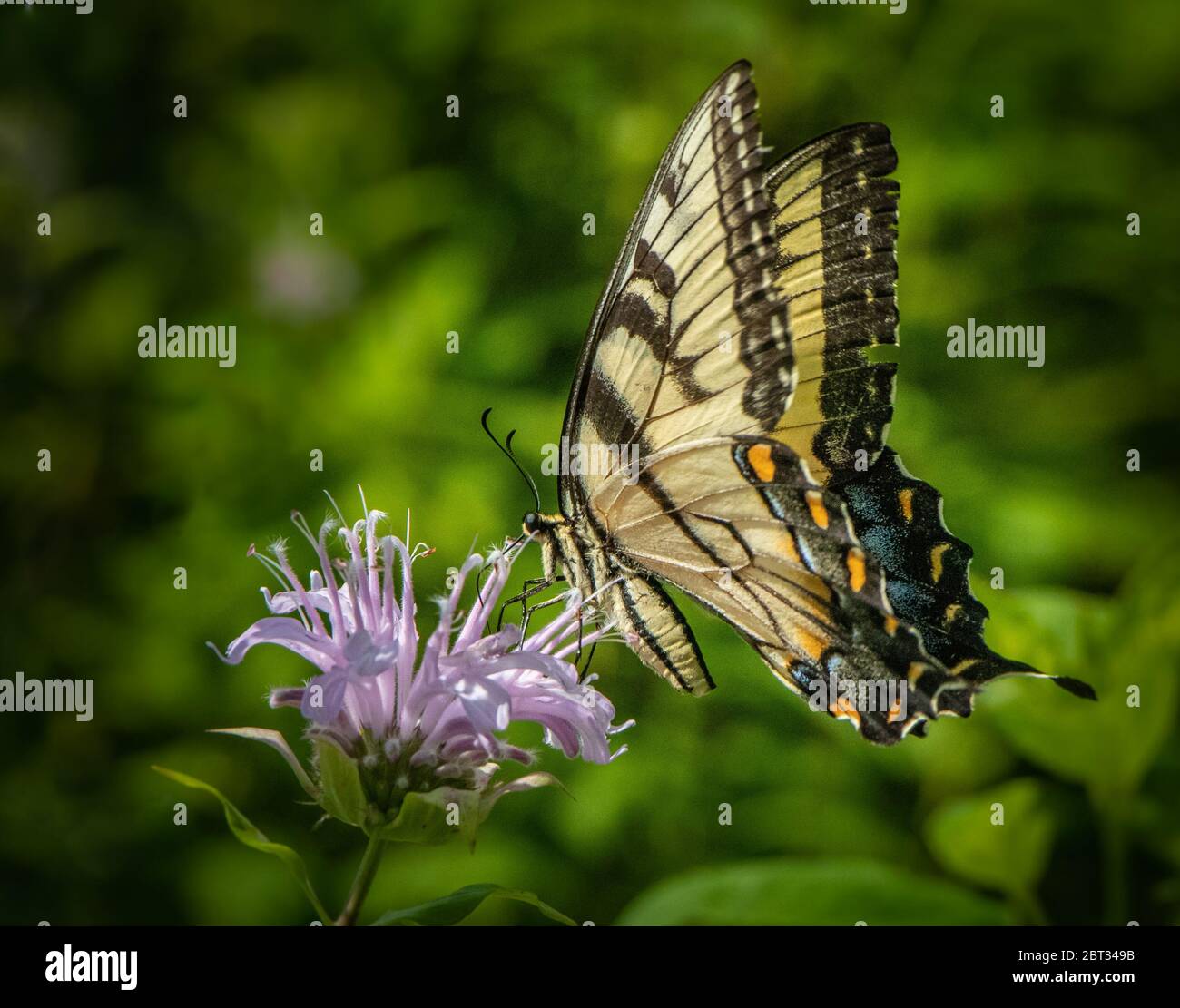 Una farfalla a coda di rondine che si nutrisce di fiori estivi in Pennsylvania Foto Stock