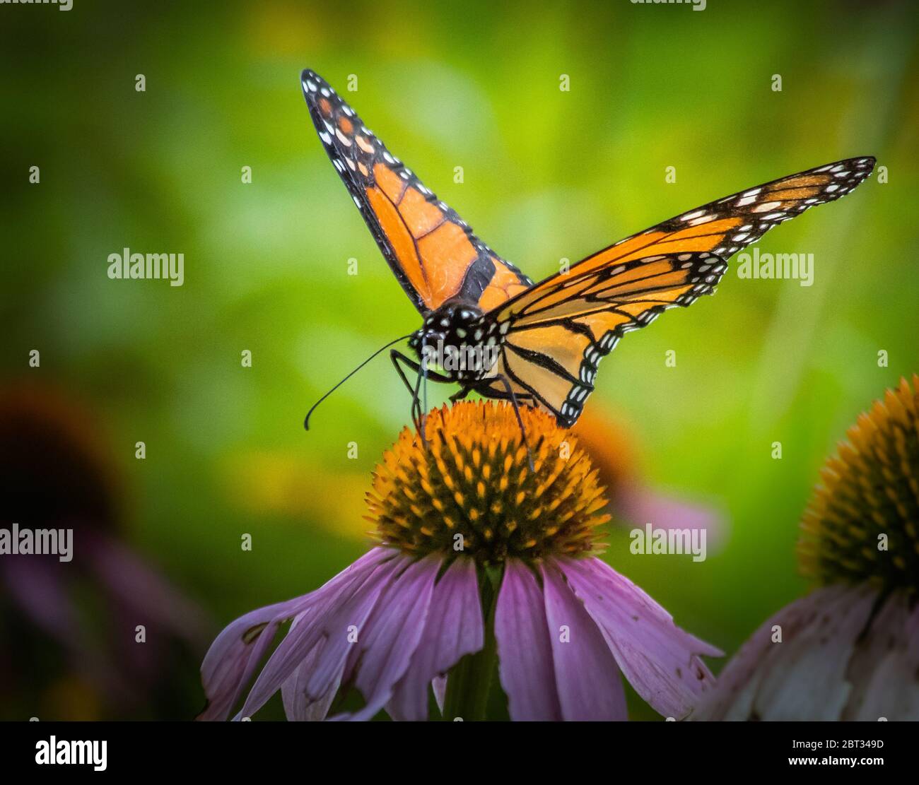 La farfalla monarca si nutre di un fiore di Echinacea in un prato estivo Foto Stock