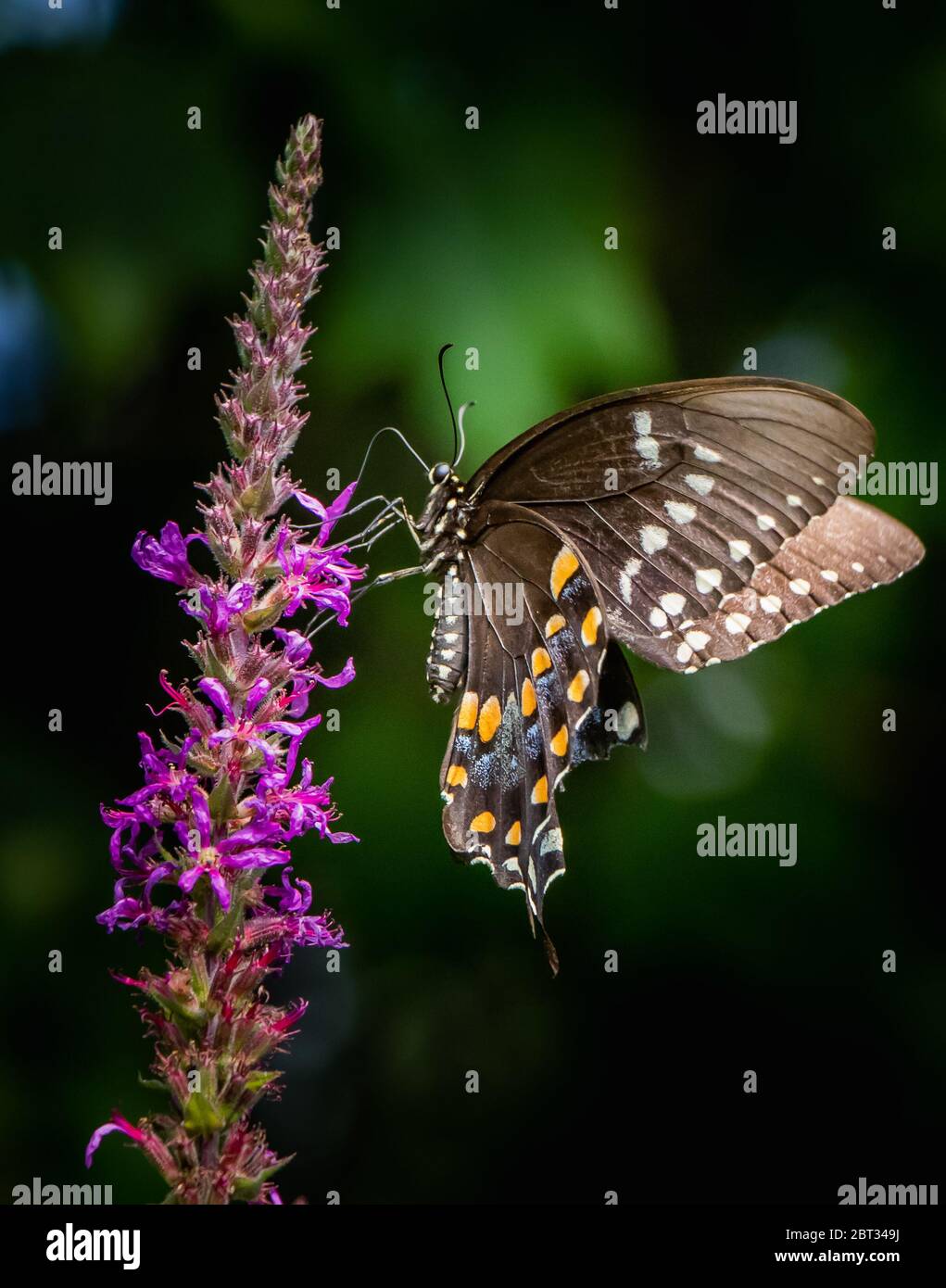 Una farfalla Swallowtail nera si nutre di nettare su uno sfondo scuro e sfocato in un prato estivo Foto Stock