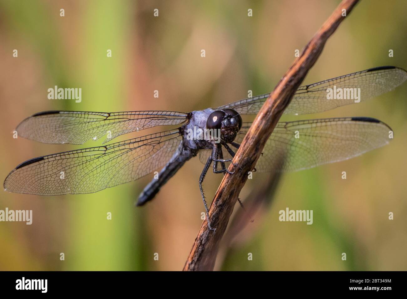 Una libellula Slaty Skimmer si tiene su una canna sottile al lago Scotts Run Foto Stock