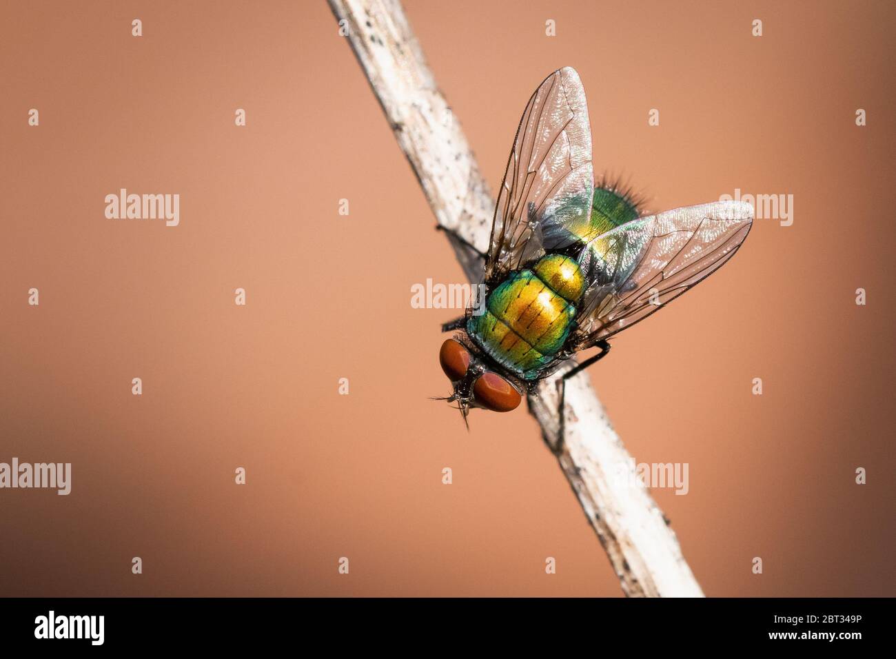 Primo piano di una mosca di casa in piedi su un piccolo ramo isolato contro uno sfondo di pesca Foto Stock
