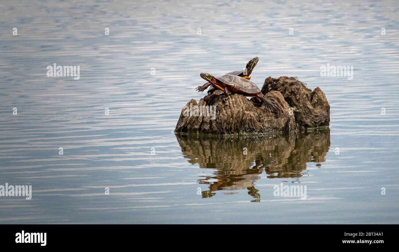 Due tartarughe dipinte cavort su un'isola di pietra in mezzo al lago artificiale di Middle Creek Foto Stock