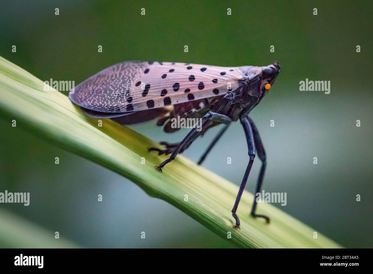 Una Lanternfly a puntini sembra pronta a rimbalzare Foto Stock
