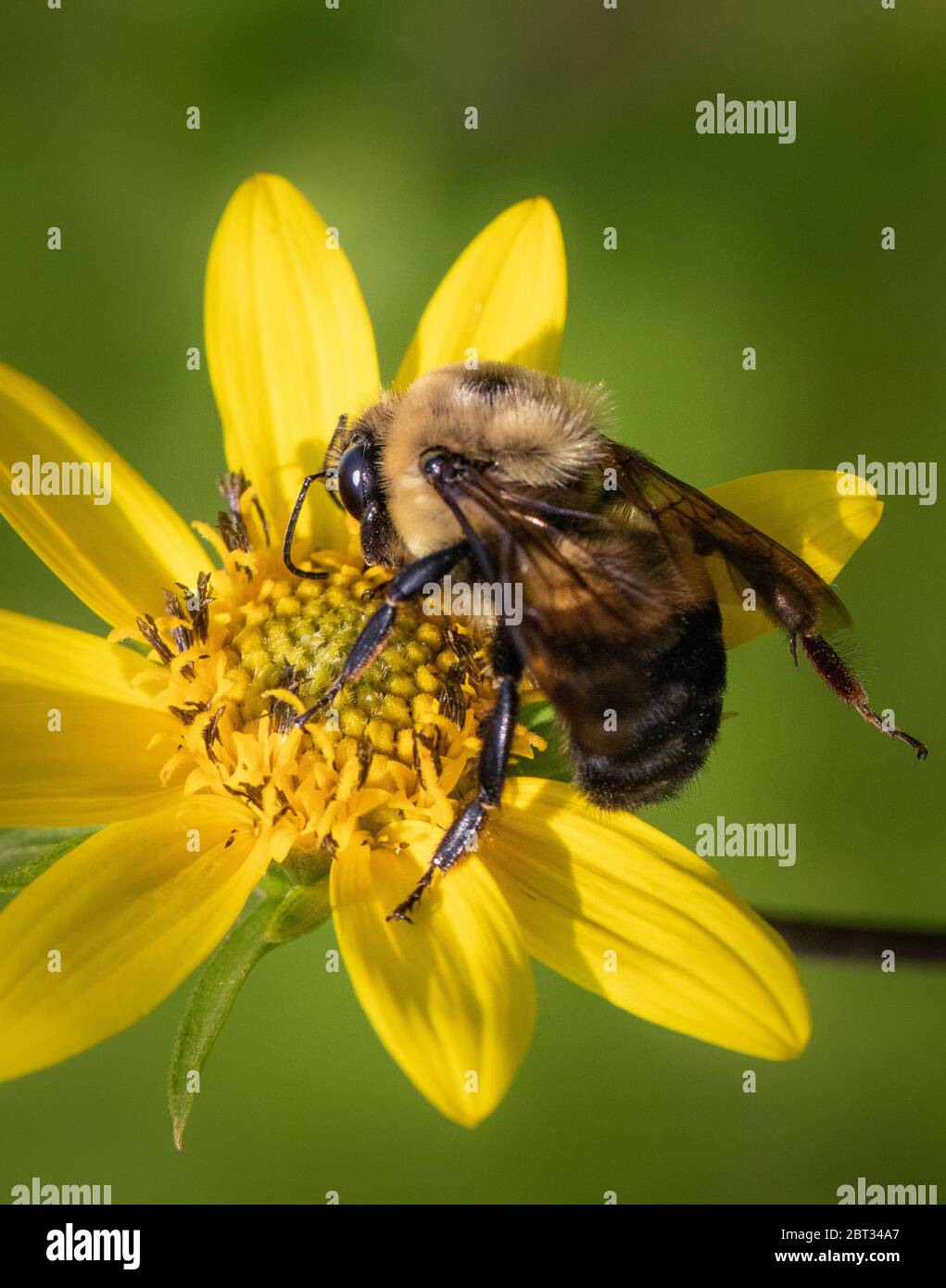 Un Bumblebee americano si festegga su un fiore giallo in un prato locale Foto Stock