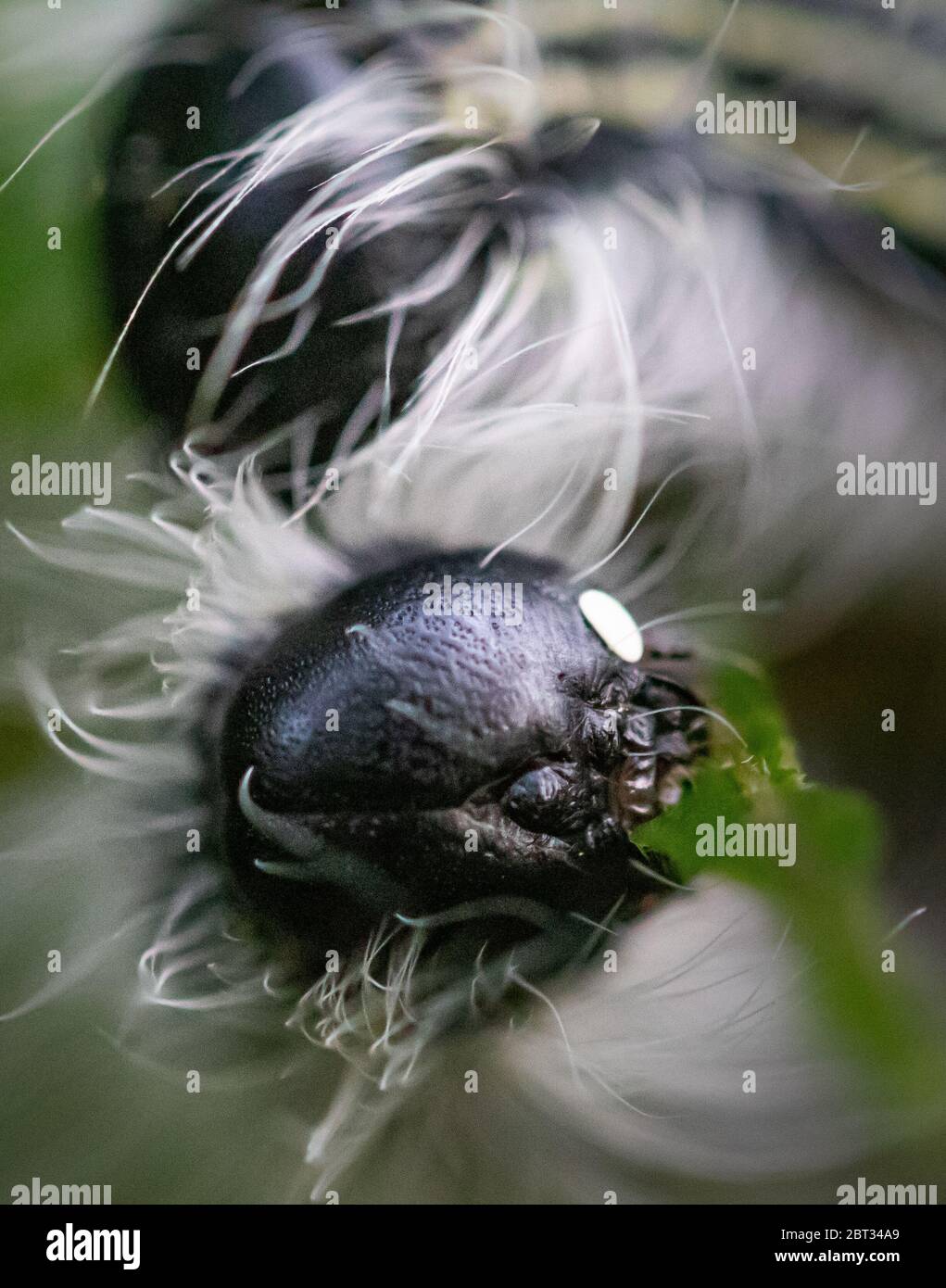 La testa di un'Angus Datana Moth caterpillar offre un'impressione sghoulish Foto Stock