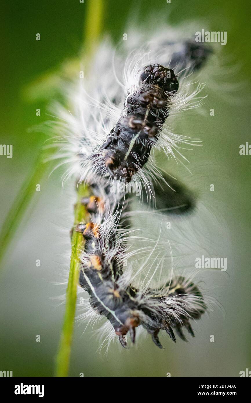 black caterpillar con lunghe pellicce bianche che salpano su una pianta in una mattina di inizio estate Foto Stock