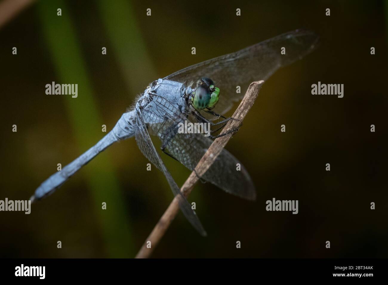 Primo piano di una libellula Blue Dasher aggrappata ad una canna che confina con il lago Scotts Run Foto Stock