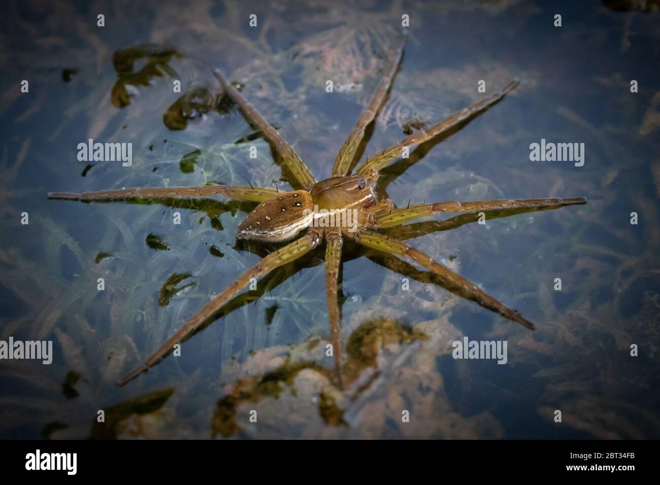 Un Raft Spider galleggia sopra le alghe e il cavolo dello stagno in attesa della sua prossima vittima Foto Stock
