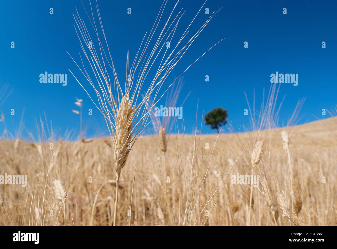 Sicilia paesaggio di campo agricolo con orecchio di grano primo piano e albero solitario sfocato contro cielo azzurro Foto Stock