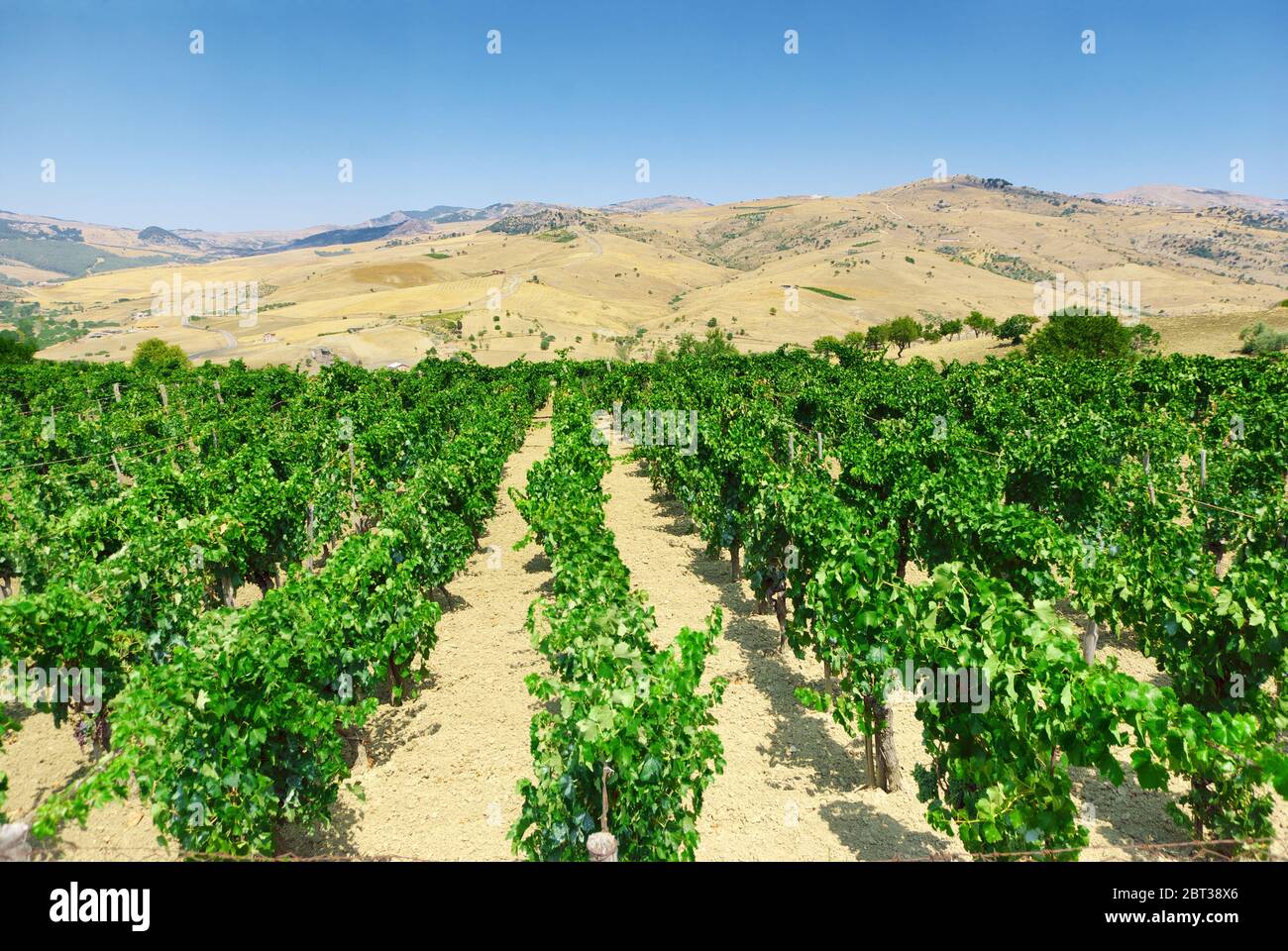 Paesaggio Sicilia campagna con filari di vigneti Foto Stock