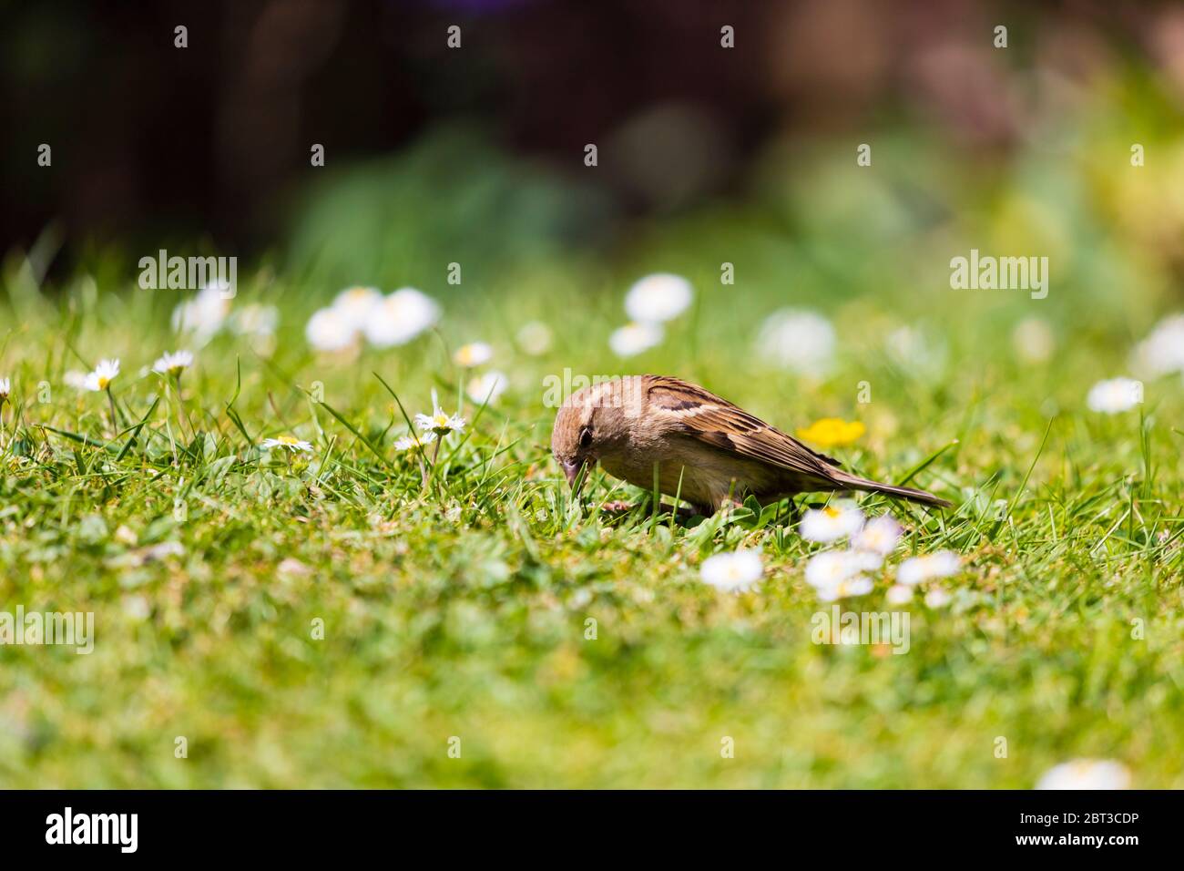 Passera casa comune, Passer domesticus, sull'erba alla ricerca di insetti. Foto Stock