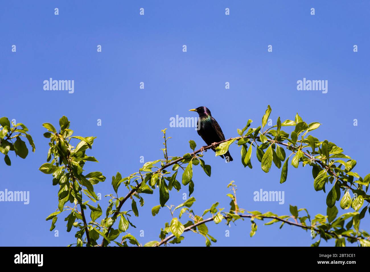 Sturnus vulgaris, protagonista europeo, seduto su un ramo contro un cielo azzurro. Foto Stock
