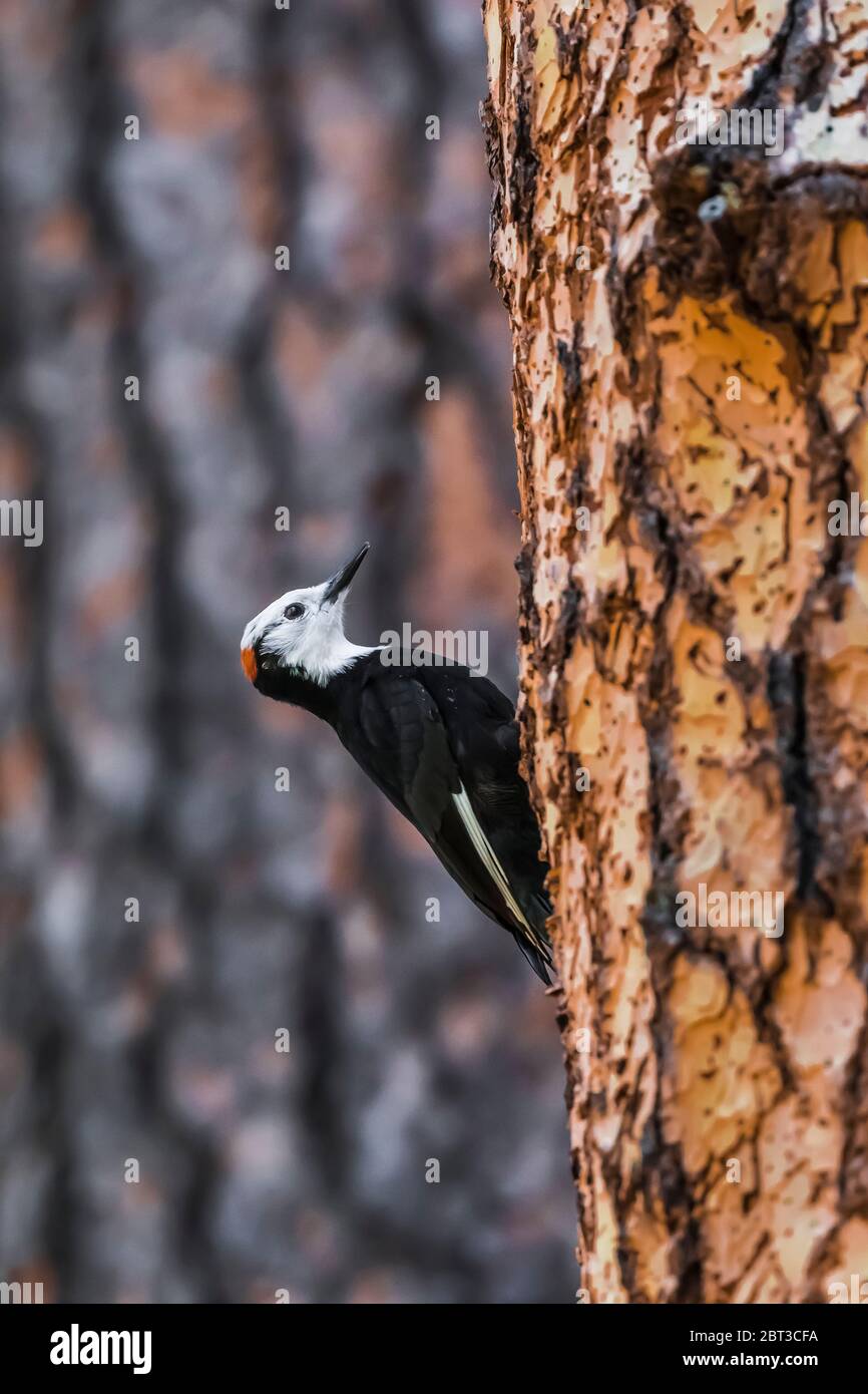 Picoides albolarvatus, un picchio a testa bianca, un'attività di perforazione maschile in un alto pino Ponderosa nella Yosemite Valley, Yosemite National Park, California, USA Foto Stock