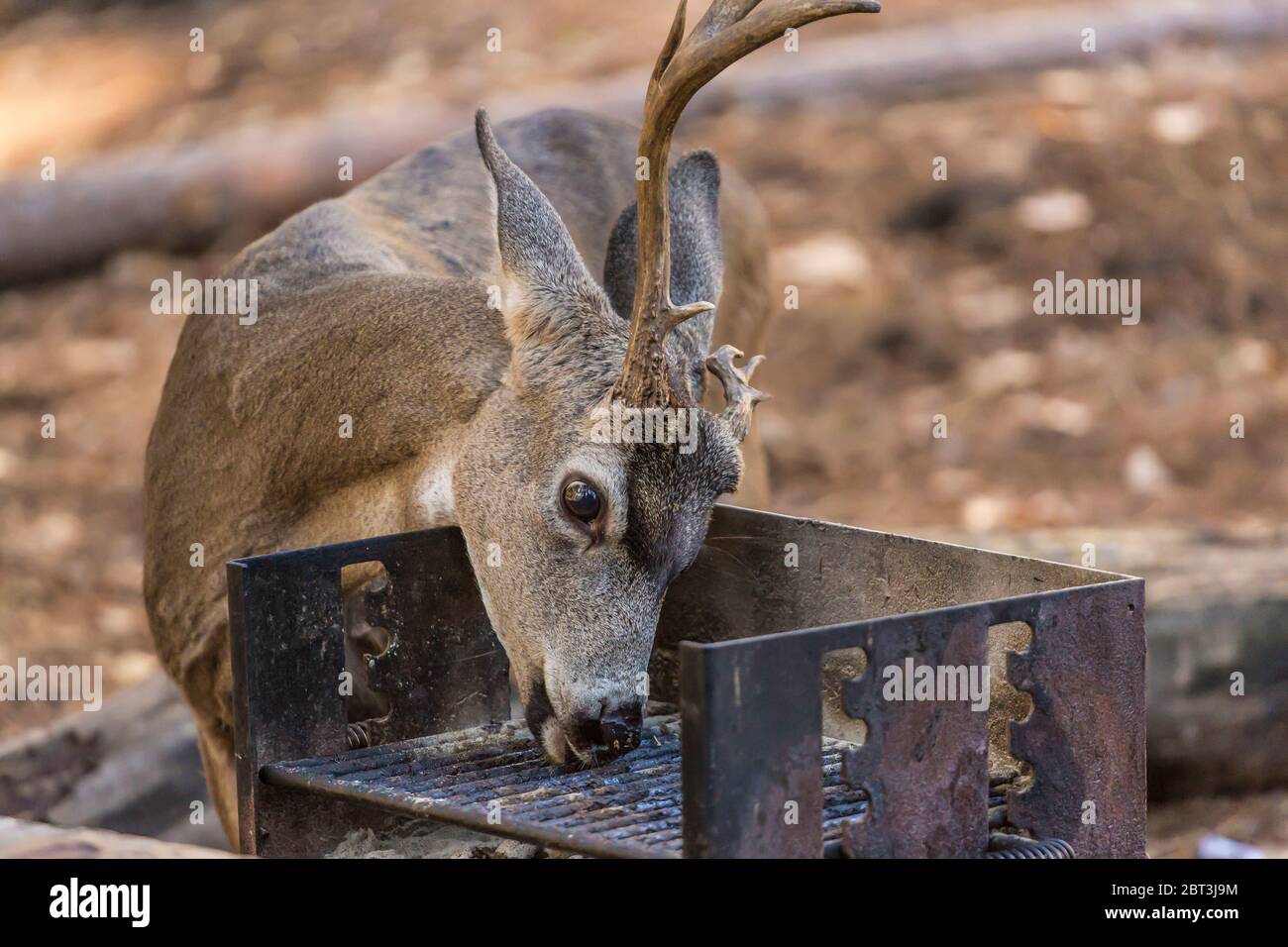 Mule Deer, Odocoileus hemionus, buck leccando sale e grasso da una griglia barbecue in un'area picnic nella Yosemite Valley, Yosemite National Park, California Foto Stock