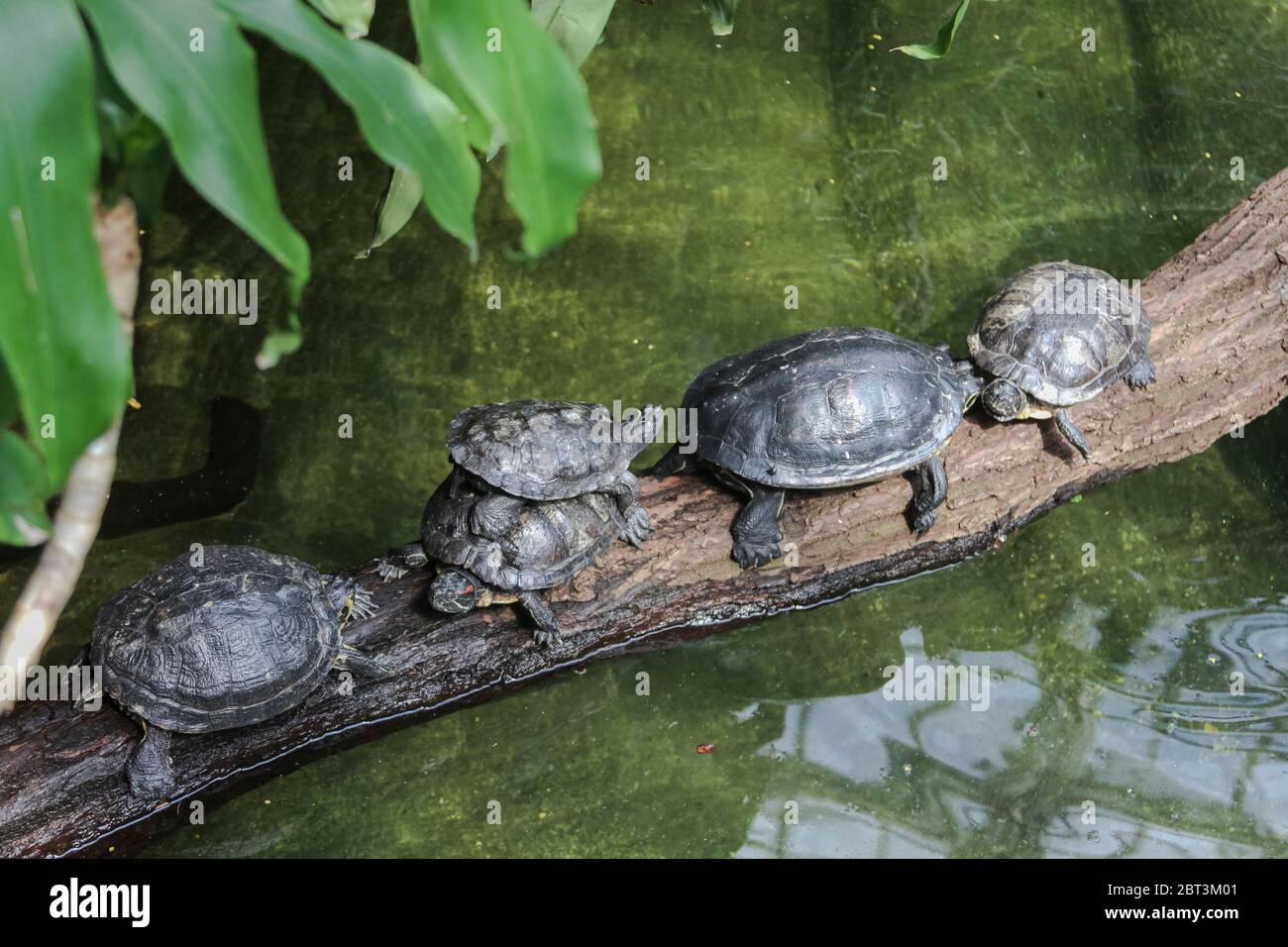 Svolta lenta da un gruppo di tartarughe che attraversano lo stagno. Lavoro di squadra tra gli animali Foto Stock