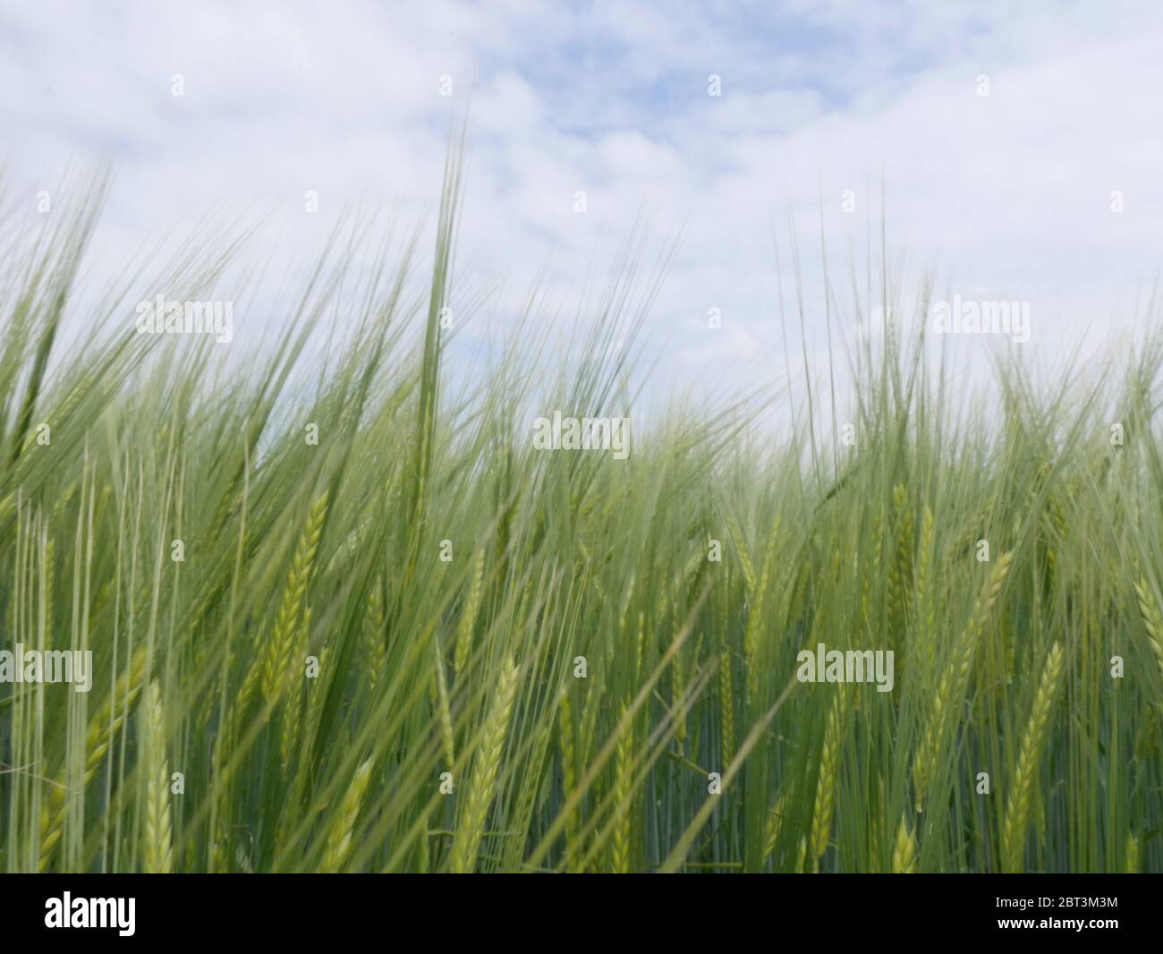 Un bel campo di cornfield in una giornata di sole Foto Stock