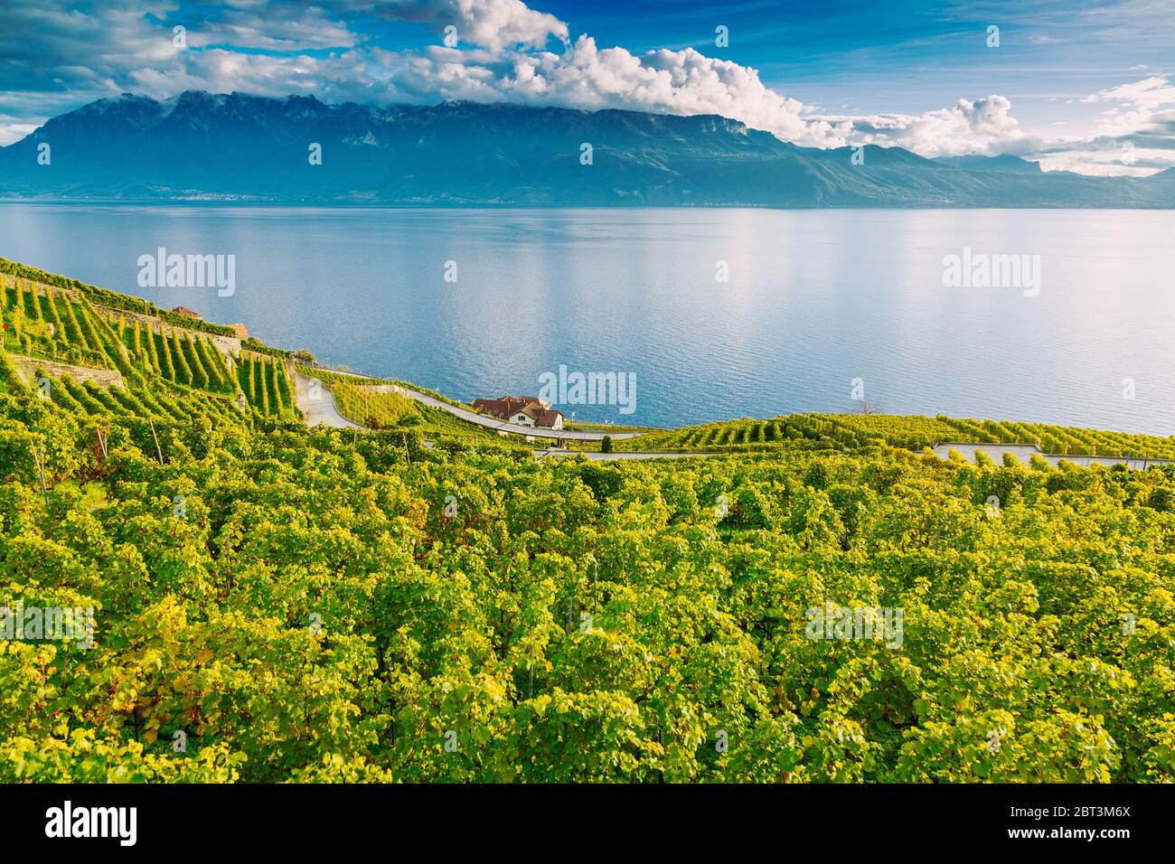 Lavaux, Svizzera: Il Lago di Ginevra e il paesaggio delle Alpi svizzere visto dalle tarraces dei vigneti di Lavaux nel Canton Vaud Foto Stock