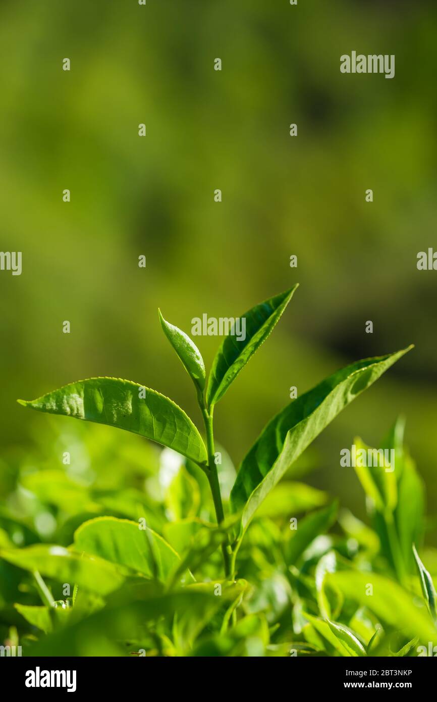 Le foglie di tè verde si avvicinano alle piantagioni di tè a Munnar, India Foto Stock