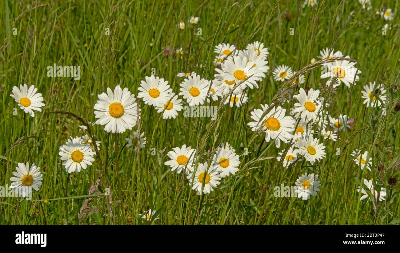 Molte margherite bianche e gialle tra erba verde in un prato di fiori selvatici soleggiati, fuoco selettivo - Bellis perennis Foto Stock