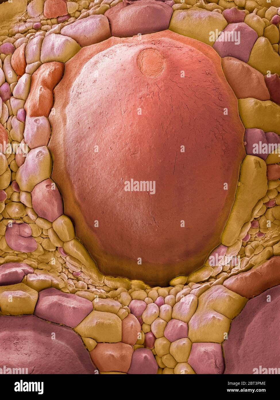 Pelle di drago Komodo, micrografia elettronica a scansione colorata (SEM). Il drago Komodo (Varanus komodoensis) ha una pelle squamosa corazzata. E' la lucertola più grande del mondo, che raggiunge oltre tre metri di lunghezza. È endemica dell'isola indonesiana di Komodo e dei suoi vicini. Ingrandimento: x5 se stampato a una larghezza di 10 cm. Foto Stock