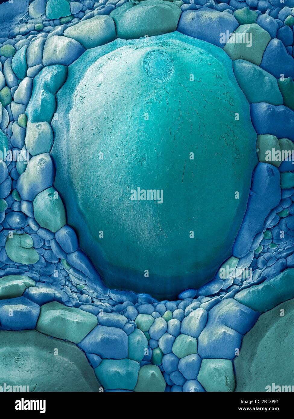 Pelle di drago Komodo, micrografia elettronica a scansione colorata (SEM). Il drago Komodo (Varanus komodoensis) ha una pelle squamosa corazzata. E' la lucertola più grande del mondo, che raggiunge oltre tre metri di lunghezza. È endemica dell'isola indonesiana di Komodo e dei suoi vicini. Ingrandimento: x5 se stampato a una larghezza di 10 cm. Foto Stock