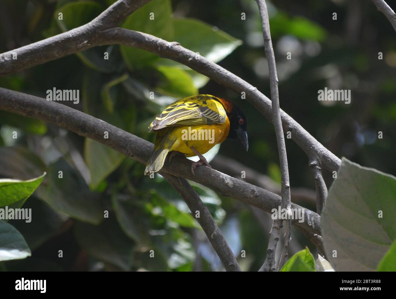 Tisserin gendarme o tessitore di villaggio (Ploceus cuccullatus) in un giardino urbano a Dakar, Senegal Foto Stock