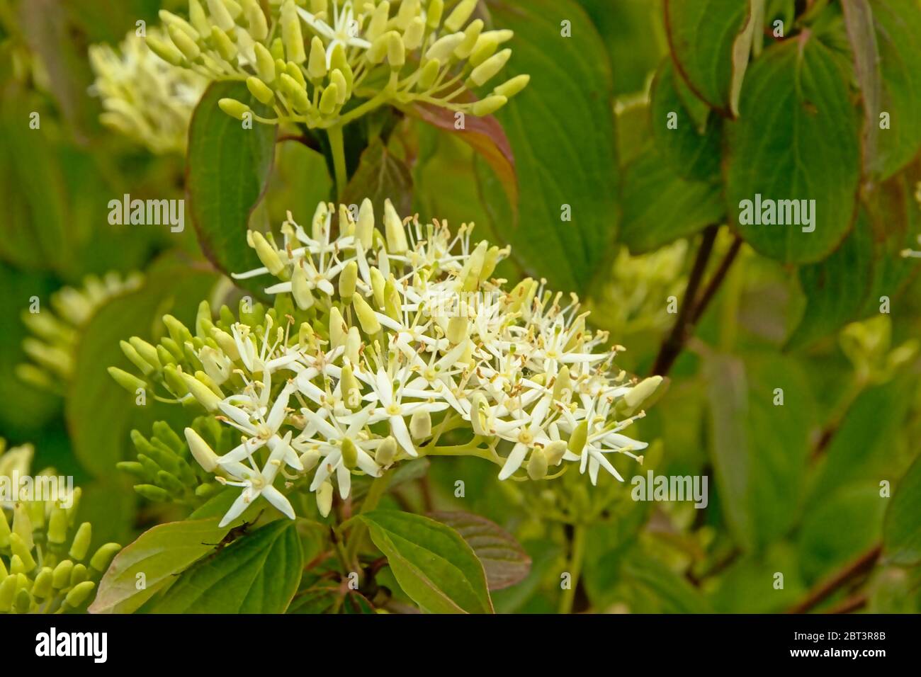 Bel cornel bianco ramoscello o comuni schermi di fiori di dogwood, fuoco selettivo con foglie verdi sfocate sullo sfondo - Cornus sanguinea Foto Stock