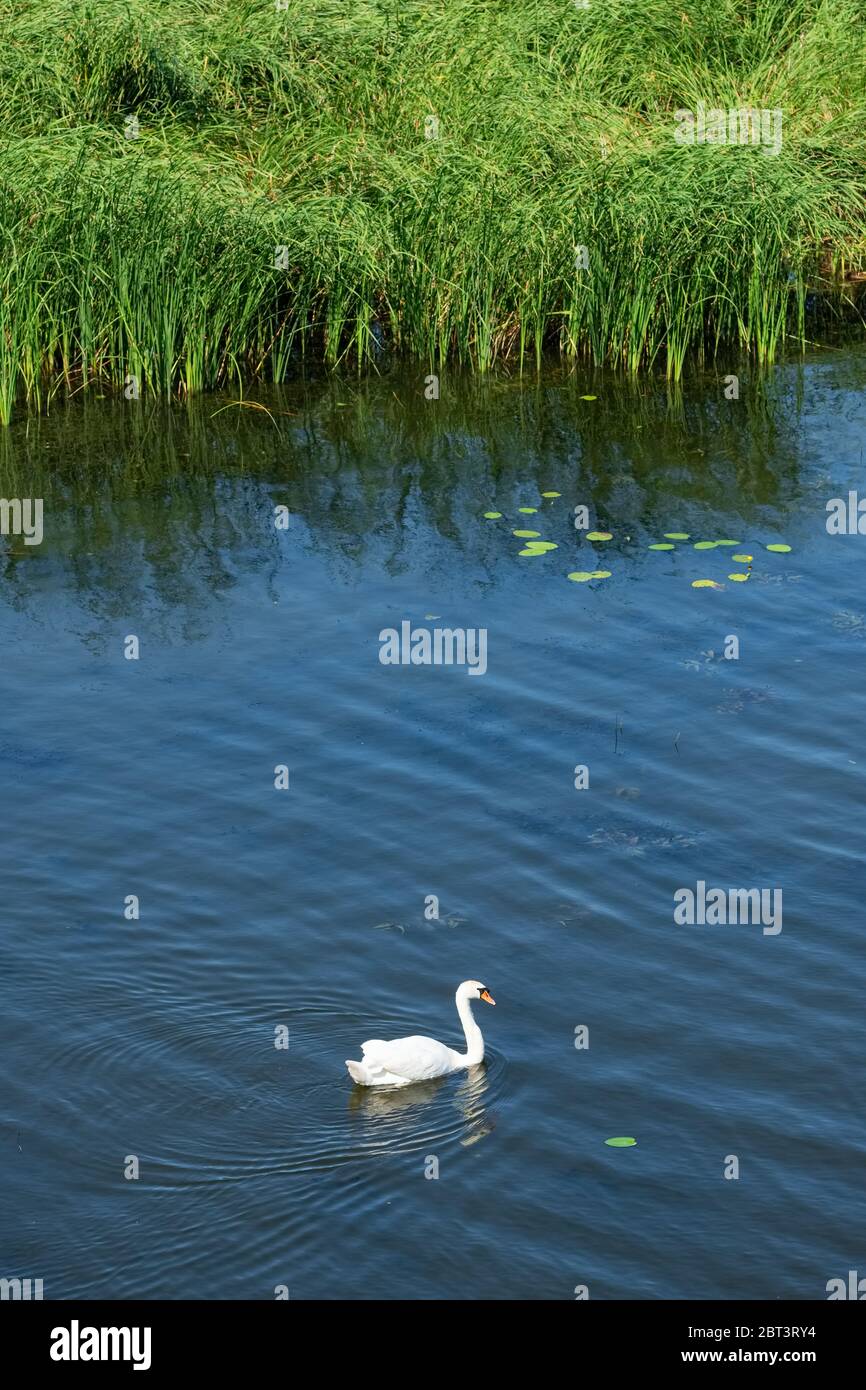 Bel cigno bianco selvaggio sul fiume Foto Stock Bel cigno bianco selvaggio sul fiume Foto Stock