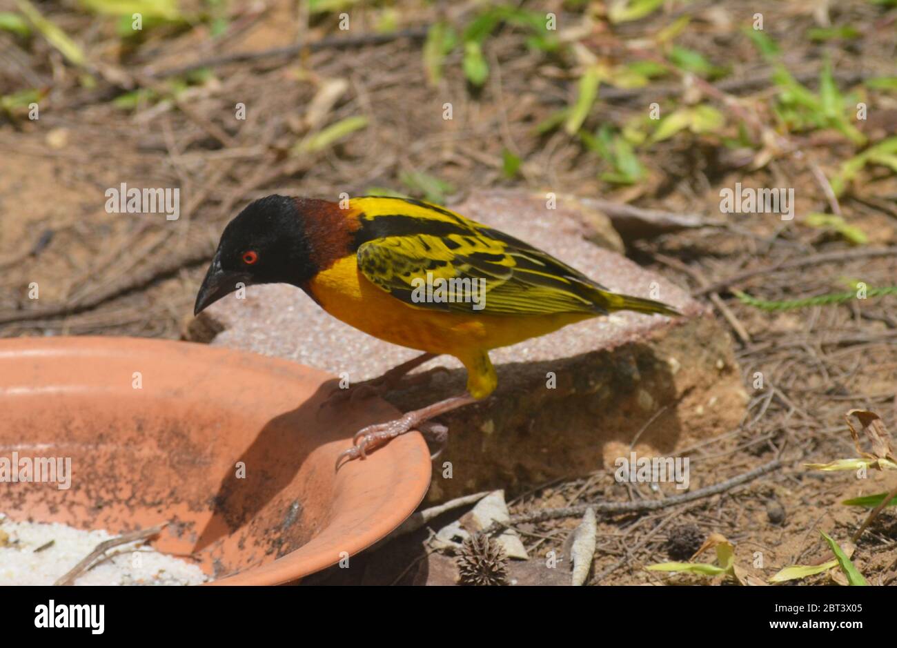 Tisserin gendarme o tessitore di villaggio (Ploceus cuccullatus) in un giardino urbano a Dakar, Senegal Foto Stock