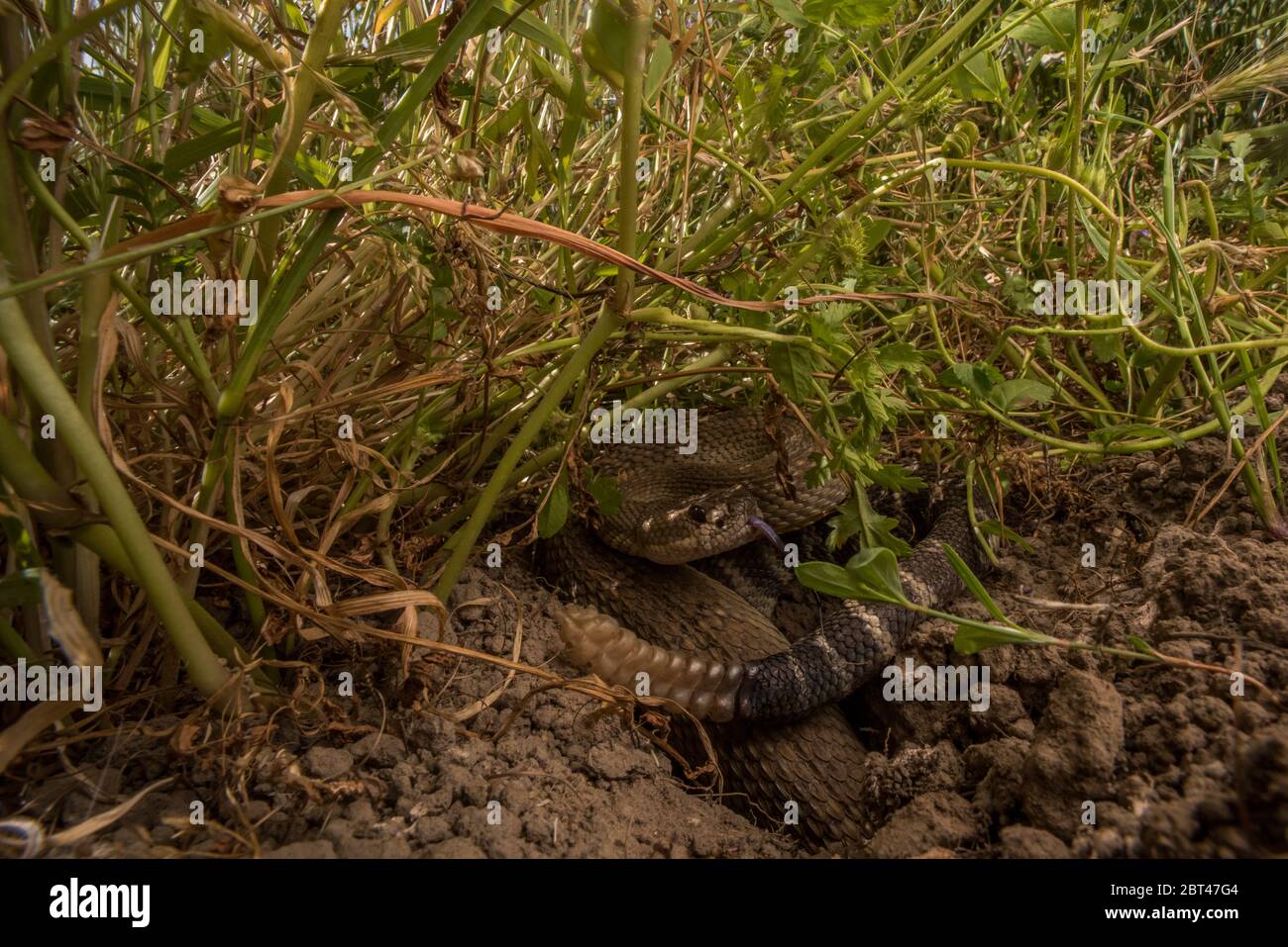 Un serpente del pacifico settentrionale (Crotalus oreganus) nascosto nell'erba alta della baia orientale. Foto Stock