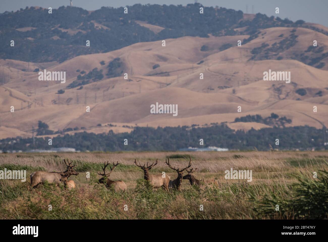 Un gregge di tule Elk (nannoni di Cervus canadensis) nella zona selvaggia dell'isola grizzly, una parte della palude di suisun una grande zona umida nella zona della baia di CA. Foto Stock