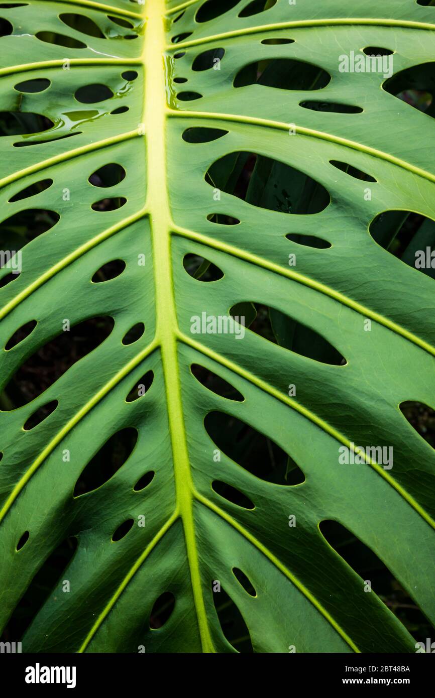 Un impianto di monstera nelle Hawaii, la Big Island, Stati Uniti d'America. Foto Stock