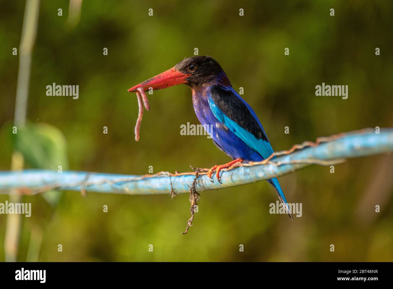 Javan Kingfisher con preda su un cavo, Indonesia Foto Stock