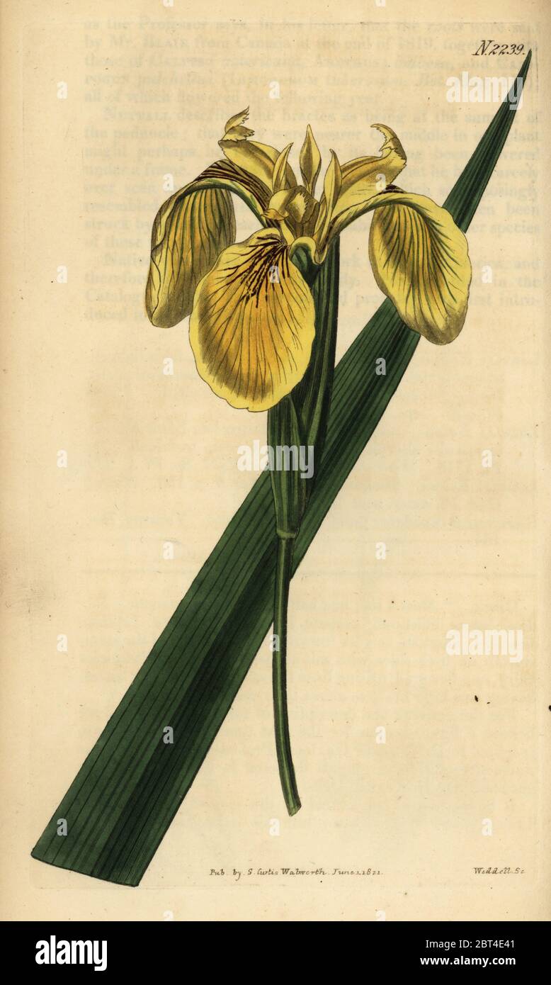 Bandiera gialla, iris gialla o acqua bandiera, Iris pseudacorus var. pallidoflava. Handcolored incisione su rame di Weddell da Samuel Curtis' rivista botanica, Londra, 1822. Foto Stock