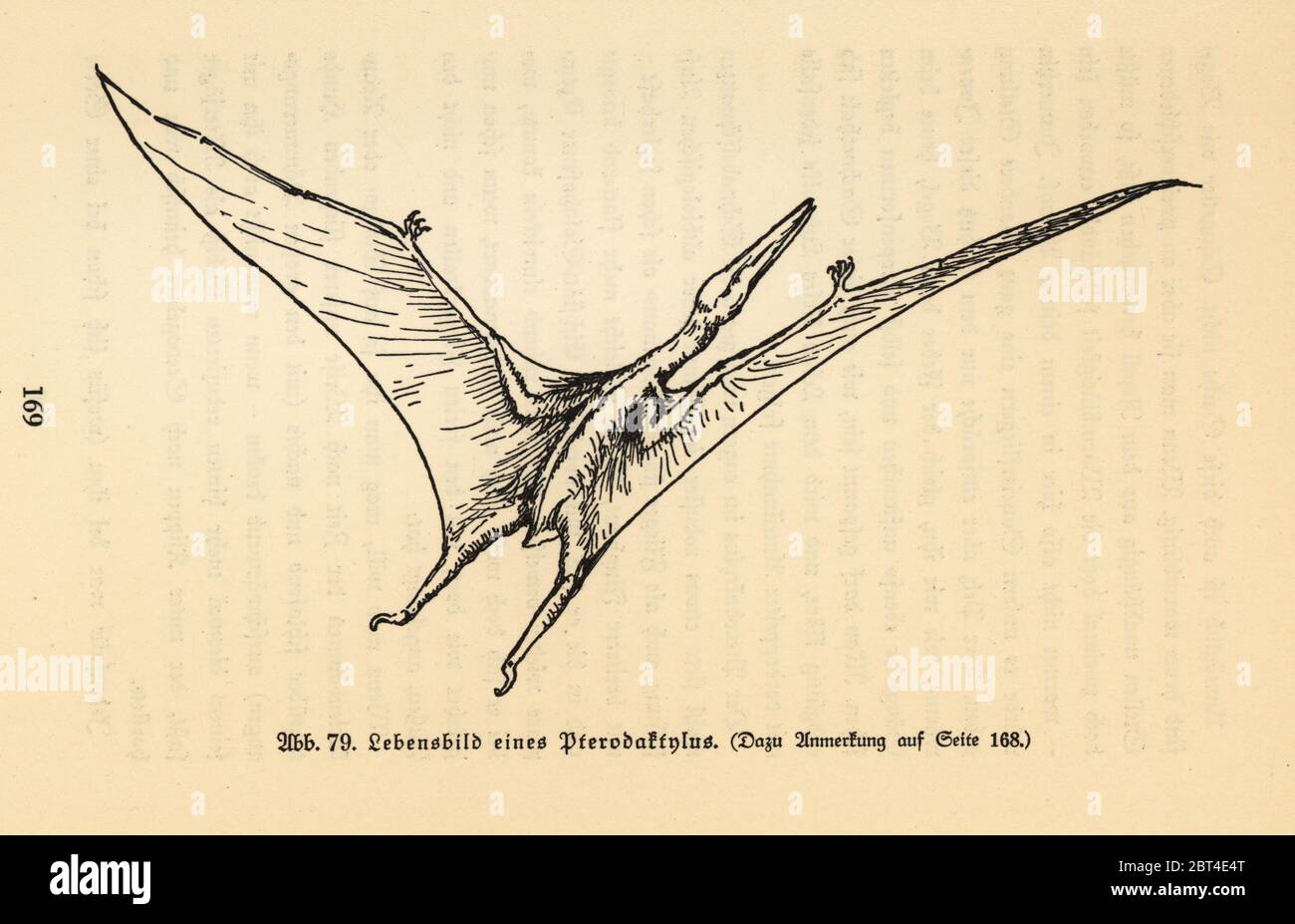 Ricostruzione di un Pterodattile estinto. Illustrazione di Wilhelm Bolsches Das Leben der Urwelt, vita preistorica, Georg Dollheimer, Lipsia, 1932. Foto Stock