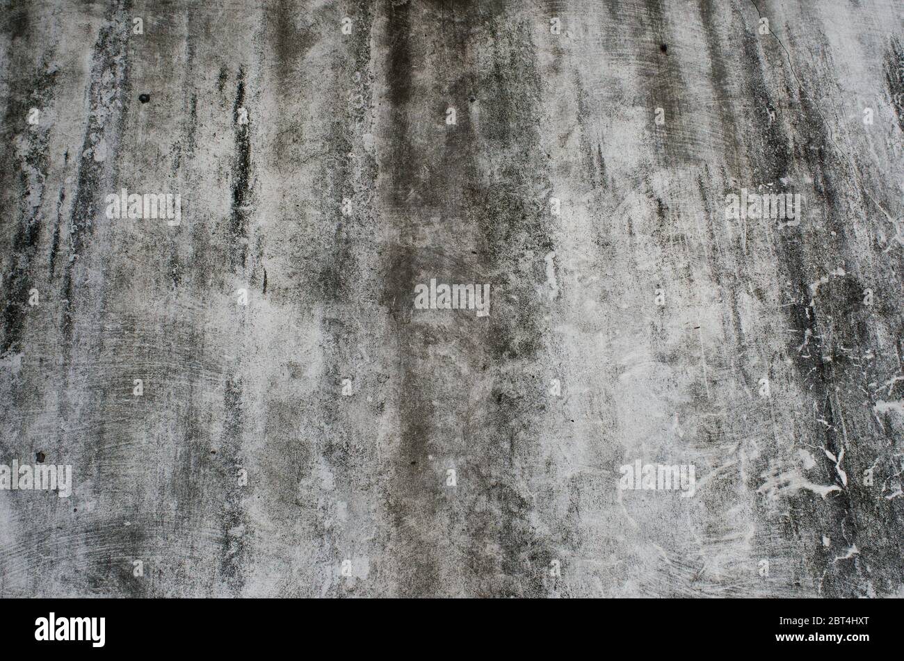 vecchio fungo coperto parete di cemento grigio Foto Stock