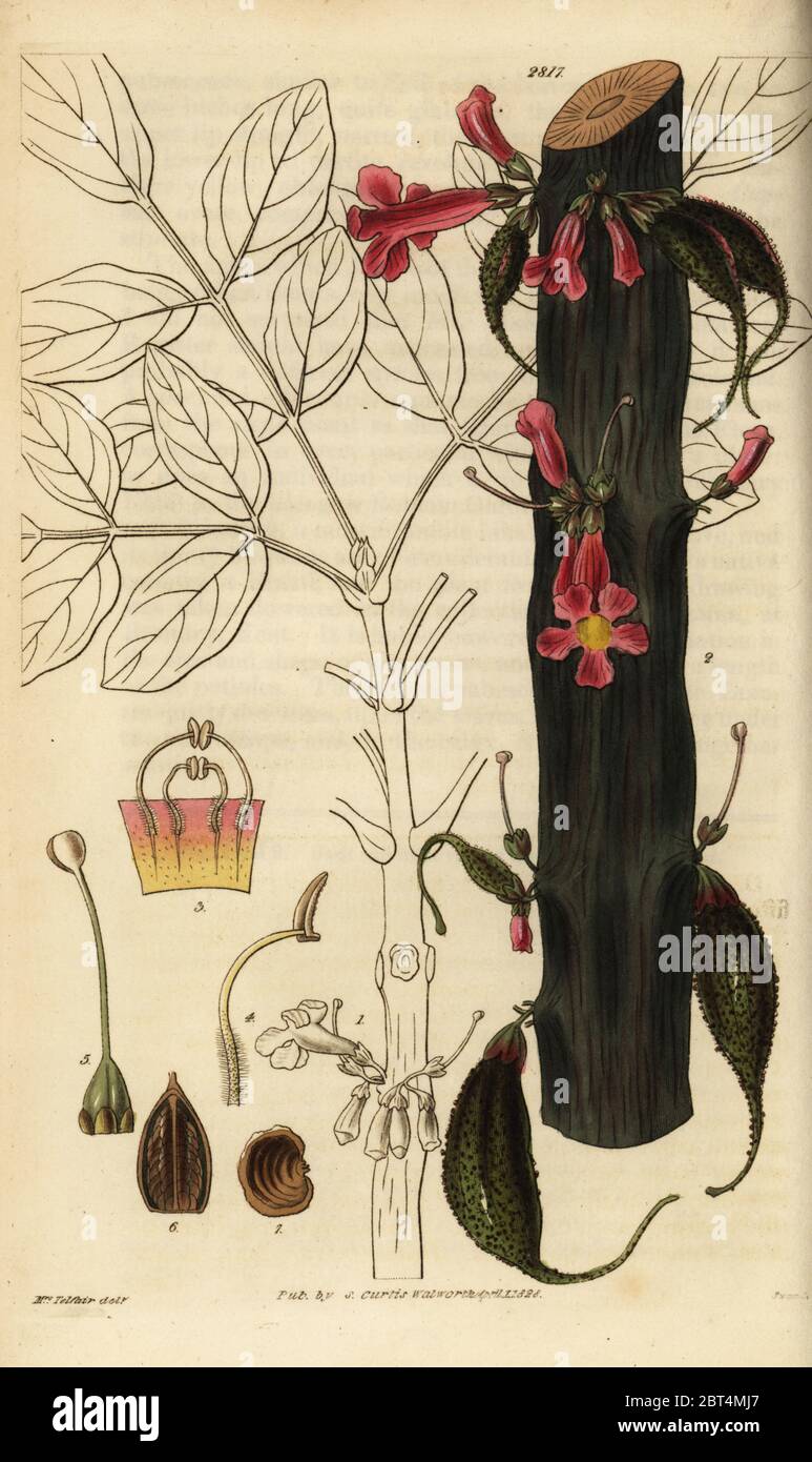 Colei Colea (pericolo). General Cole's bignonia bignonia, colei. Handcolored incisione su rame dalla Swan dopo una illustrazione dalla sig.ra Telfair da Samuel Curtis' rivista botanica, Londra, 1828. Foto Stock