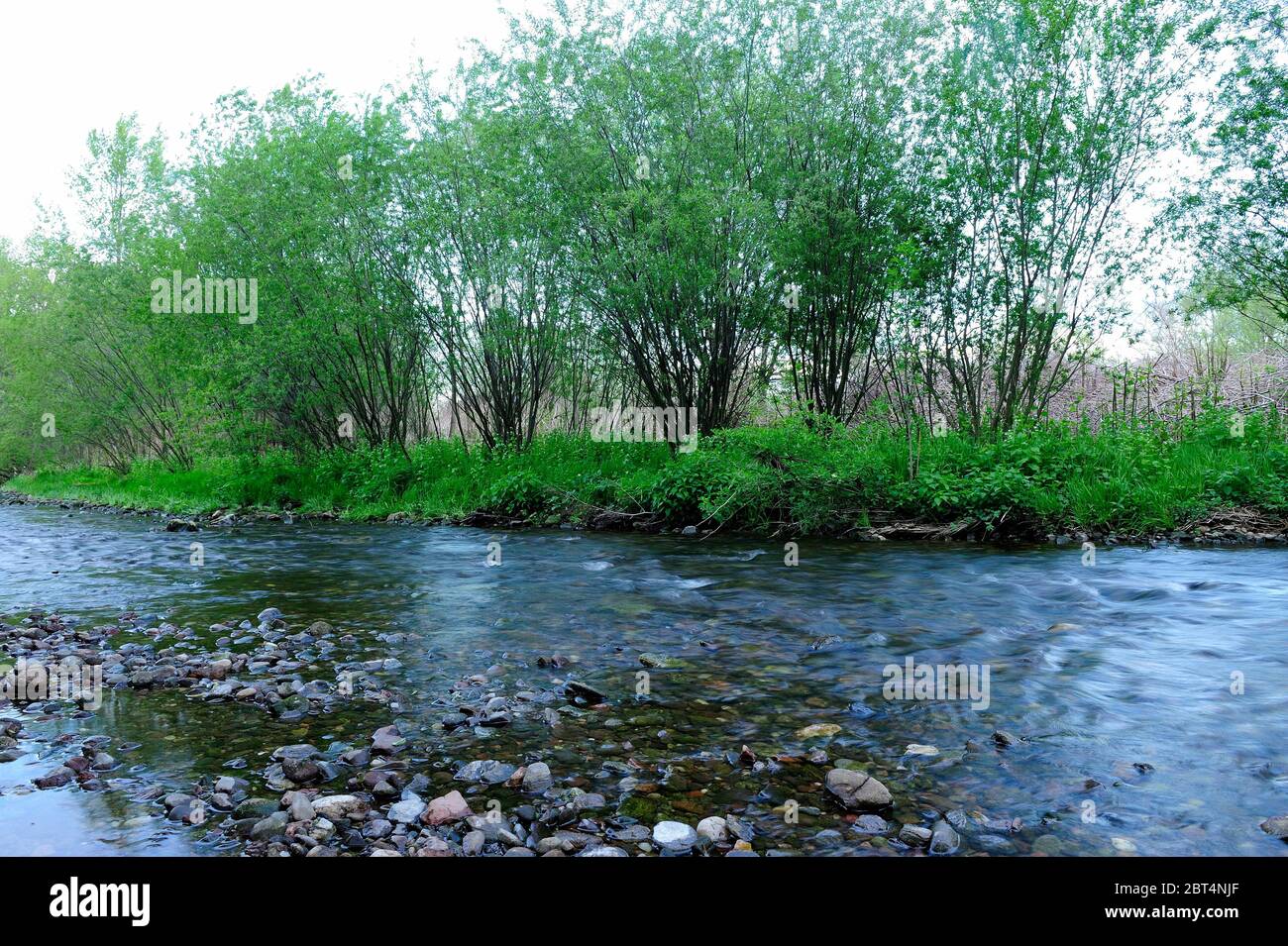 fresco, fiori, naturale, natura, primavera, stagione, salute, bellezza, naturale, stagione, tempo, campagna, acqua, fiore, cornice, giardino, giardinaggio, Foto Stock