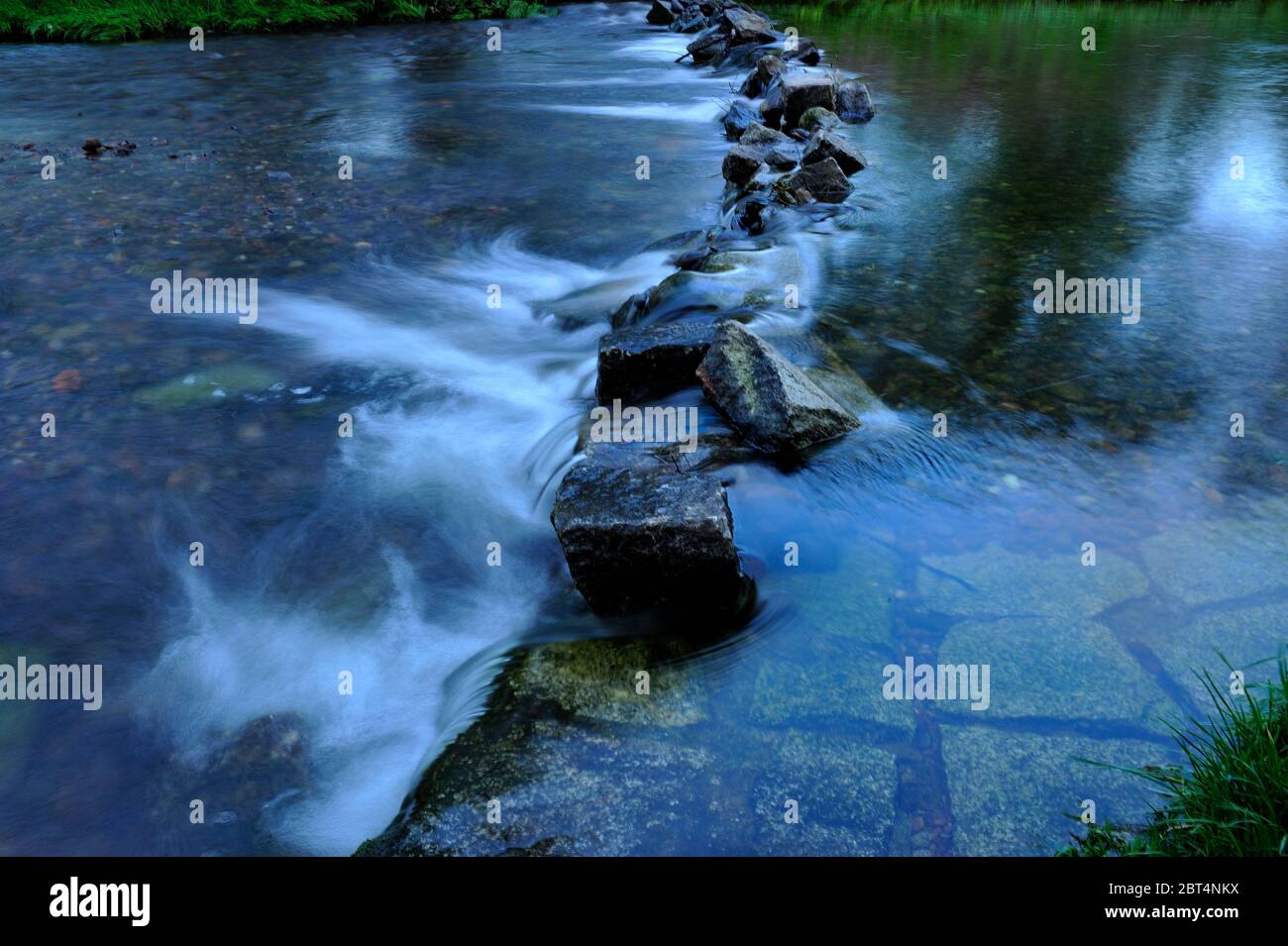 fresco, fiori, naturale, natura, primavera, stagione, salute, bellezza, naturale, stagione, tempo, campagna, acqua, fiore, cornice, giardino, giardinaggio, Foto Stock