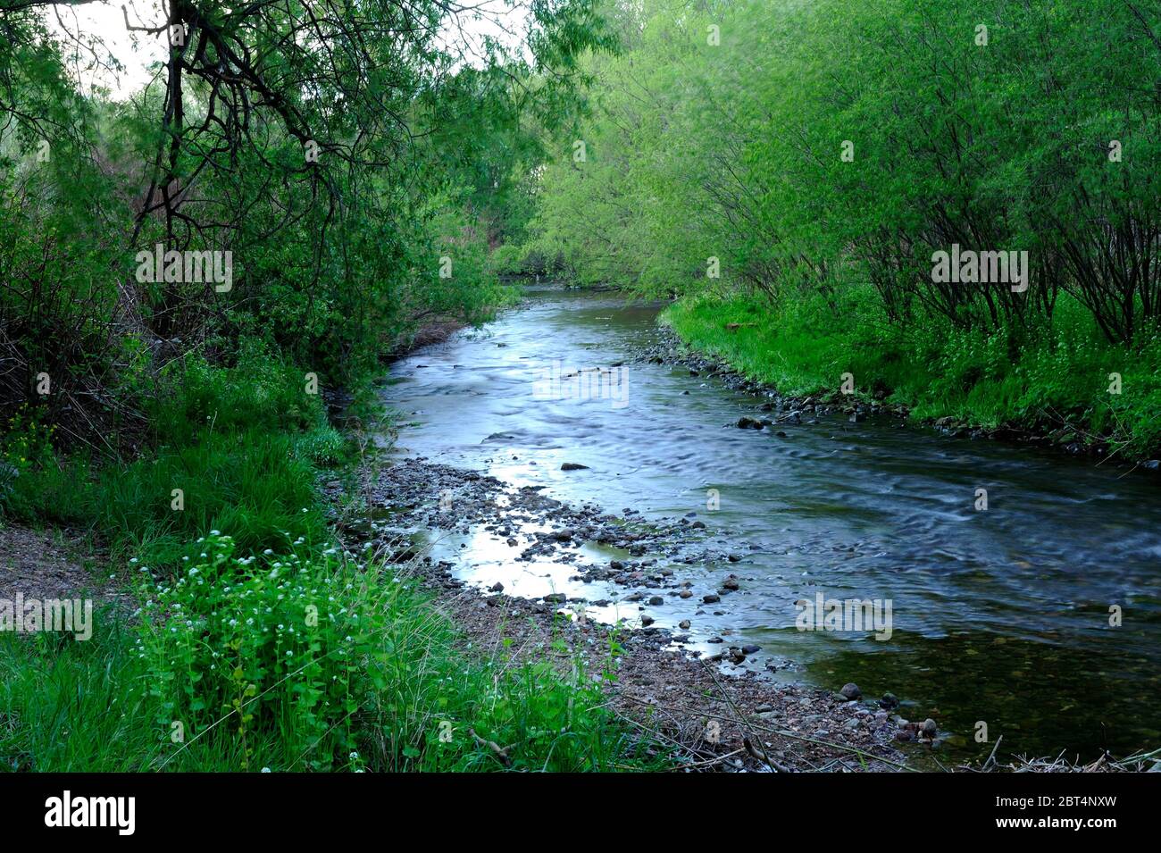 fresco, fiori, naturale, natura, primavera, stagione, salute, bellezza, naturale, stagione, tempo, campagna, acqua, fiore, cornice, giardino, giardinaggio, Foto Stock
