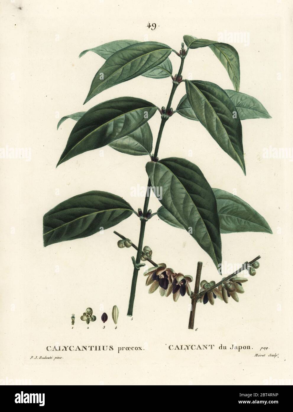 Il giapponese il pepe della Giamaica, Chimonanthus praecox (Calycanthus praecox). Imbianchini Handcolored incisione di Moret dopo una illustrazione di Pierre-Joseph Redoute da Henri Louis Duhamel du Monceau's Traite des Arbres et Arbustes, Parigi, 1804-1819. Foto Stock