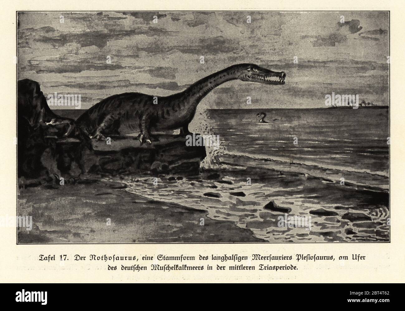 Nothosaurus, genere estinto di rettile sauropterigiano dei mari calcarei che portano conchiglie, periodo medio-triassico. Illustrazione di Wilhelm Bolsches Das Leben der Urwelt, vita preistorica, Georg Dollheimer, Lipsia, 1932. Foto Stock