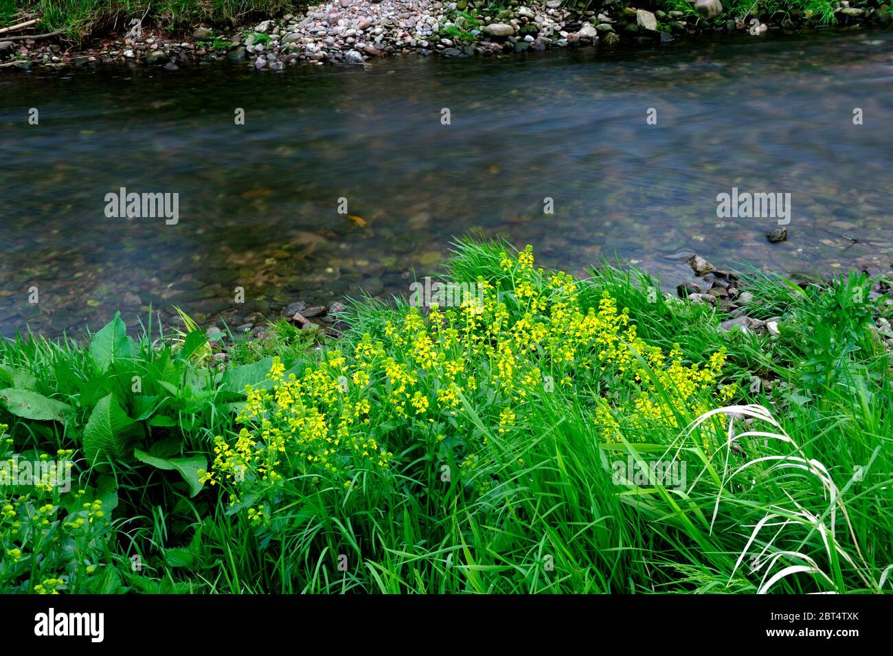 fresco, fiori, naturale, natura, primavera, stagione, salute, bellezza, naturale, stagione, tempo, campagna, acqua, fiore, cornice, giardino, giardinaggio, Foto Stock