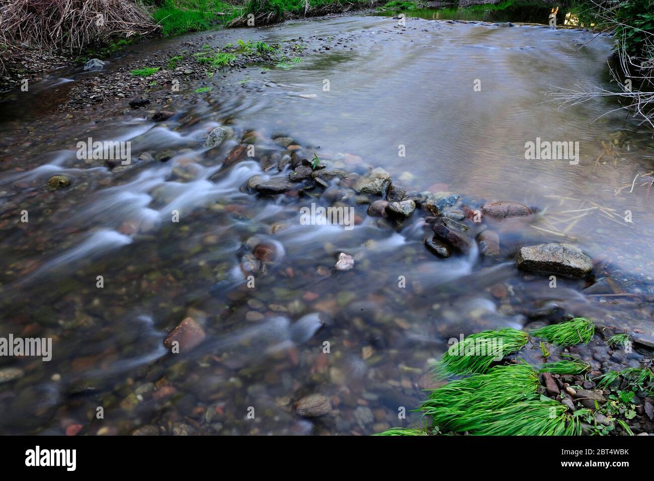 fresco, fiori, naturale, natura, primavera, stagione, salute, bellezza, naturale, stagione, tempo, campagna, acqua, fiore, cornice, giardino, giardinaggio, Foto Stock