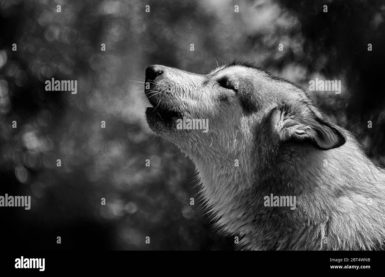 Pet,cane,hoot,fischio,ululati,howl,wolf,husky,,alaskan malamute,husky Foto Stock