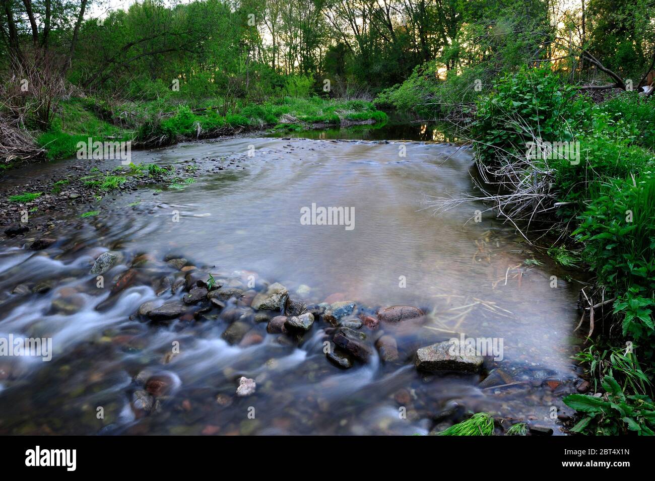 fresco, fiori, naturale, natura, primavera, stagione, salute, bellezza, naturale, stagione, tempo, campagna, acqua, fiore, cornice, giardino, giardinaggio, Foto Stock