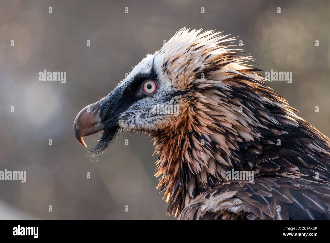 Porträt eines Bartgeiers Foto Stock